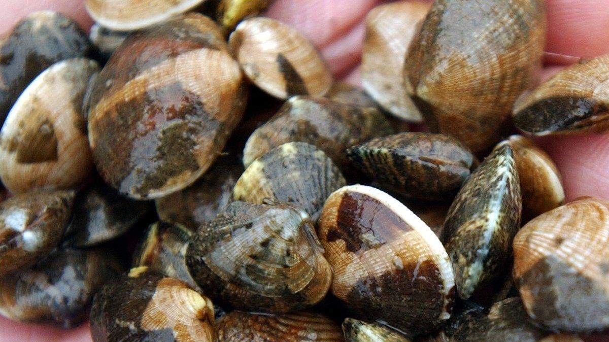 Portage Bay clams