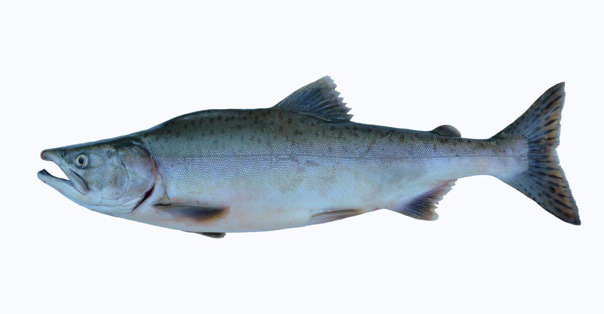 A female pink humpback salmon.