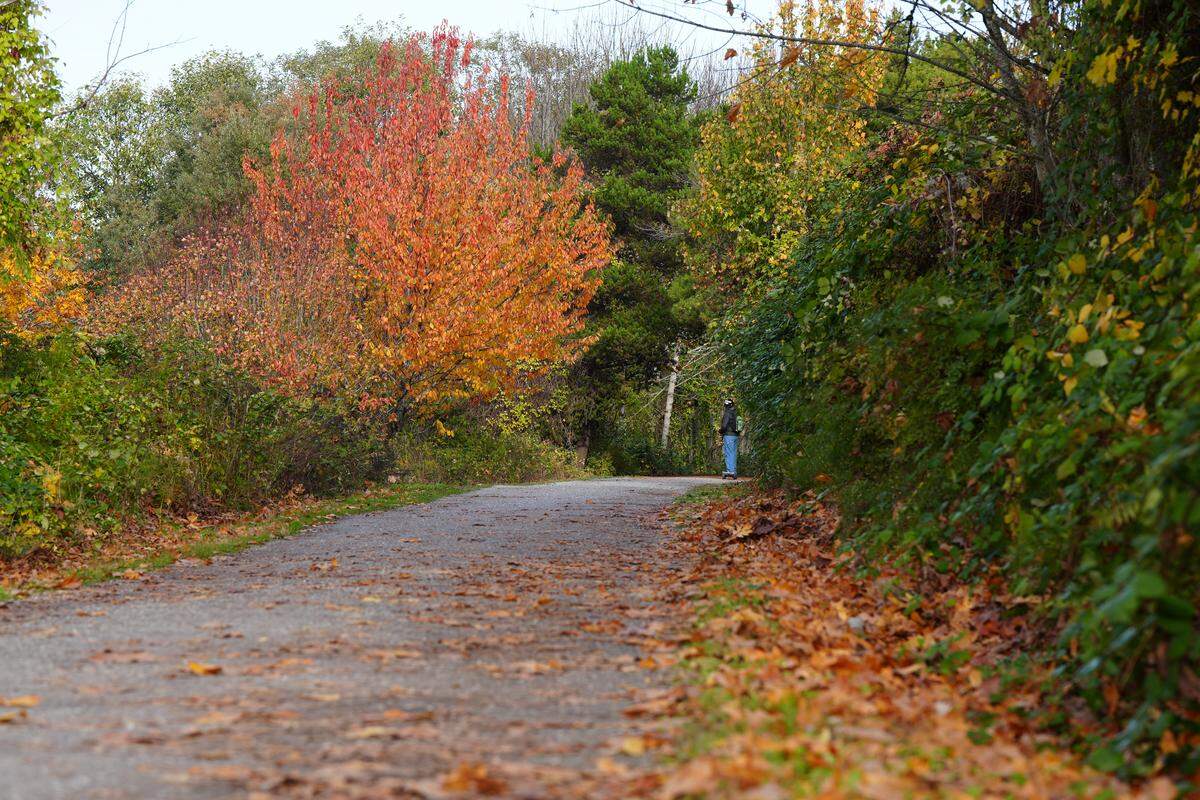 Yellow and orange fall leaves litter the Interurban Trail on Oct. 30, 2025, in Bellingham, Wash.