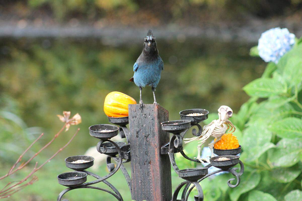 Tia Renee Melhus, a self-proclaimed Whatcom County “wildlife nerd,” had some Halloween fun with squirrels and birds in her backyard, creating seasonal, fun ways to feed them so she and her family can watch and photograph them.