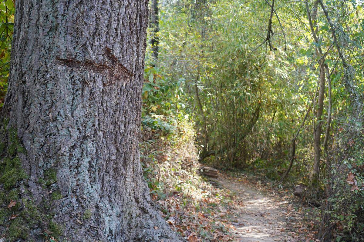 An arrow carved into a tree points toward a trail in Maplewood-Mcleod Park on Monday, Oct. 10, in Bellingham. The park was officially named Storybrook Park by the Bellingham City Council on Monday, Dec. 12.