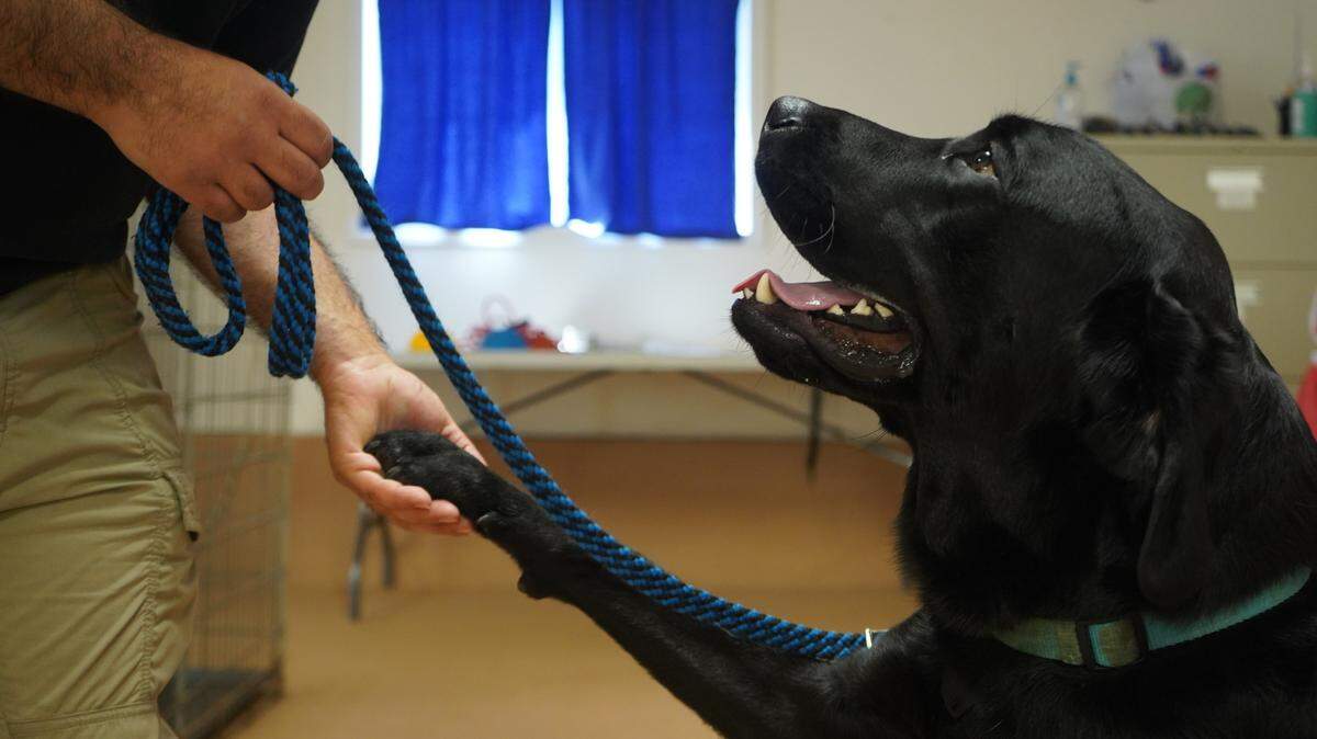 Keegan, a Labrador Retriever at Brigadoon Service Dogs, practices commands with a trainer on July 6, 2023, at the organization’s training facility in Bellingham, Wash.