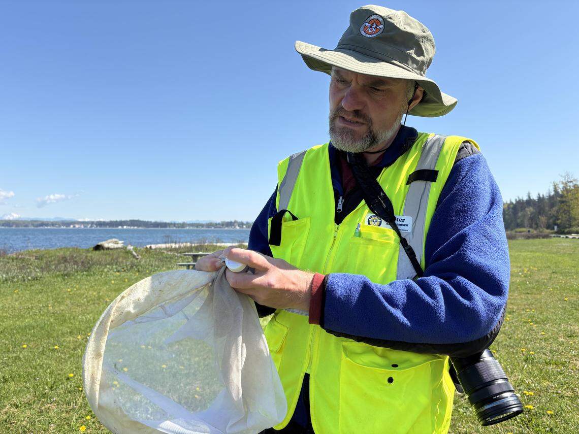 Washington Bee Atlas volunteer and instructor Peter Abrahamsen transfers a bee from his net to a kill jar at a bee collection event at Birch Bay State Park on April 24, 2026.
