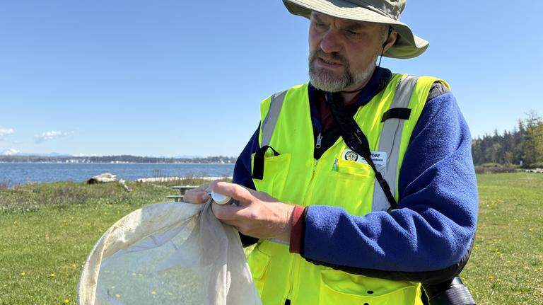 Collecting bees to understand them. How volunteers map Washington’s population