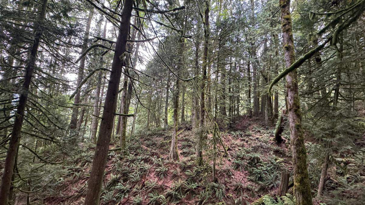 A site within the 754 acres of land above Lake Whatcom that the city bought from the Nielsen Brothers Inc. for $3.65 million. The forest has a mix of trees, including hemlock, Douglas fir and Western red cedar.