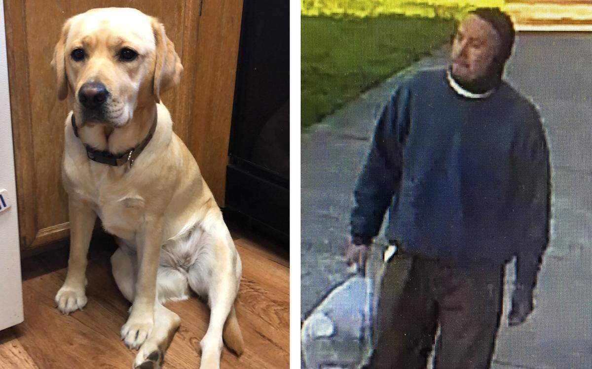 Clover is a 11/2-year-old female yellow lab who was stolen from the Bellingham Central Avenue library downtown early Thursday morning. On the right is surveillance footage of a man taken at the time of the theft. Both Clover and the man were found Thursday evening.