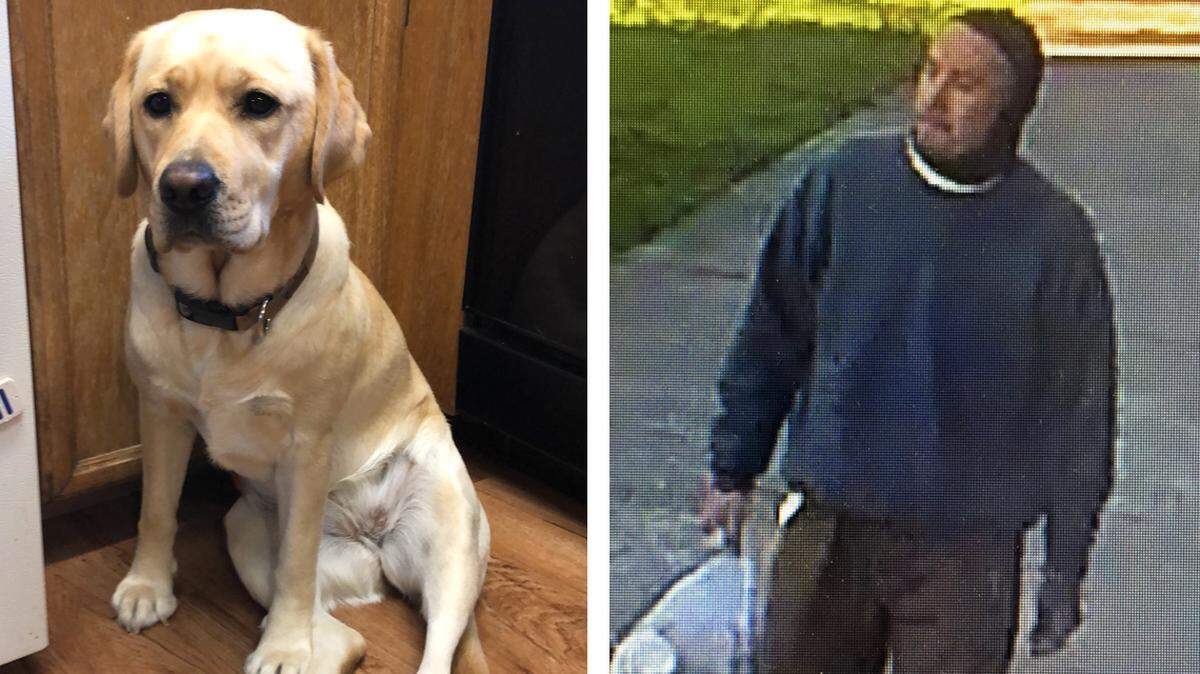 Clover is a 11/2-year-old female yellow lab who was stolen from the Bellingham Central Avenue library downtown early Thursday morning. On the right is surveillance footage of a man taken at the time of the theft. Both Clover and the man were found Thursday evening.