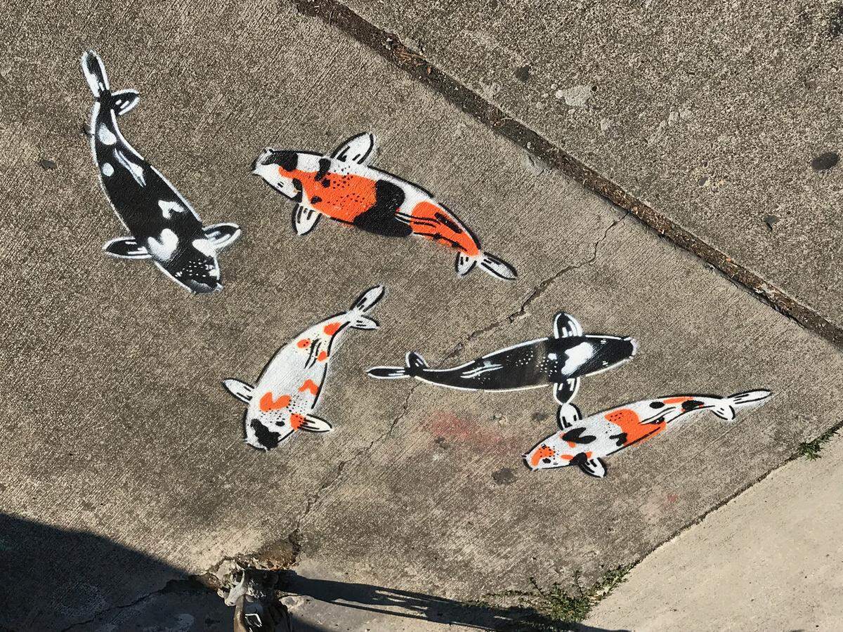 Five painted koi swim on the sidewalk near the Cabin Tavern on Holly Street in downtown Bellingham. The fish were discovered by Vintage 360 anitique store owner George Trummeter Thursday morning, who found similar artwork in front of his shop across the street. The koi were painted by well-known stencil artist Jeremy Novy.