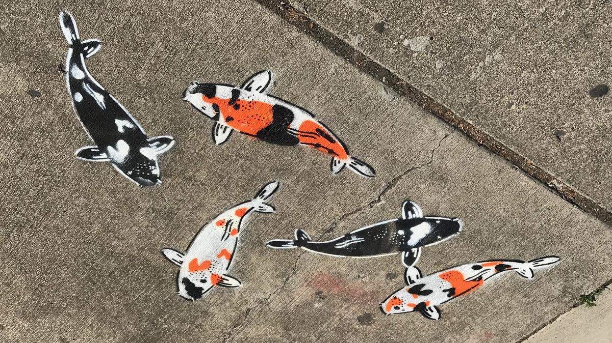 Five painted koi swim on the sidewalk near the Cabin Tavern on Holly Street in downtown Bellingham. The fish were discovered by Vintage 360 anitique store owner George Trummeter Thursday morning, who found similar artwork in front of his shop across the street. The koi were painted by well-known stencil artist Jeremy Novy.