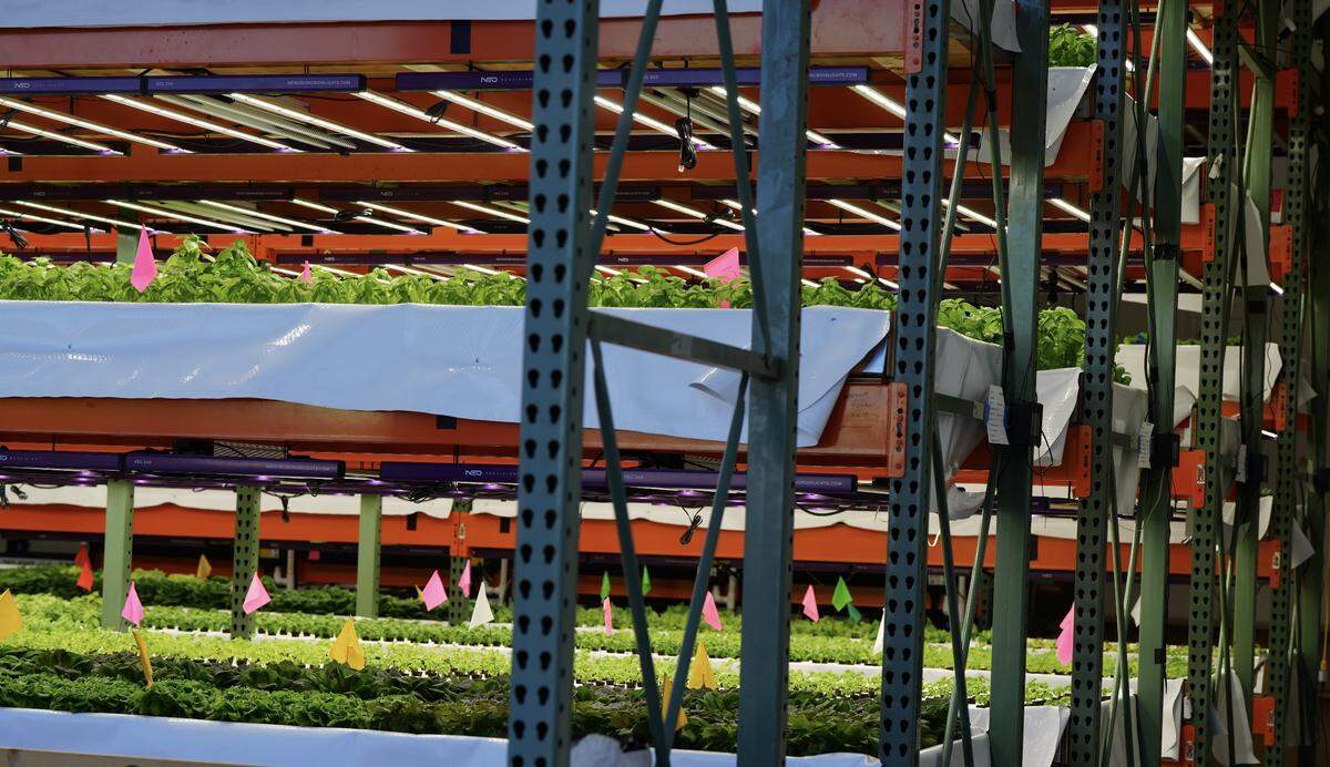 Basil, salad greens and herbs are growing at FarmWild’s urban, indoor aquaponic farm.