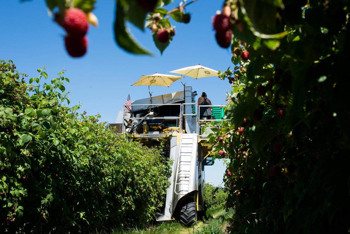 A raspberry harvesting machine trundles over a row of raspberries at Randy Honcoop’s raspberry farm near Lynden.