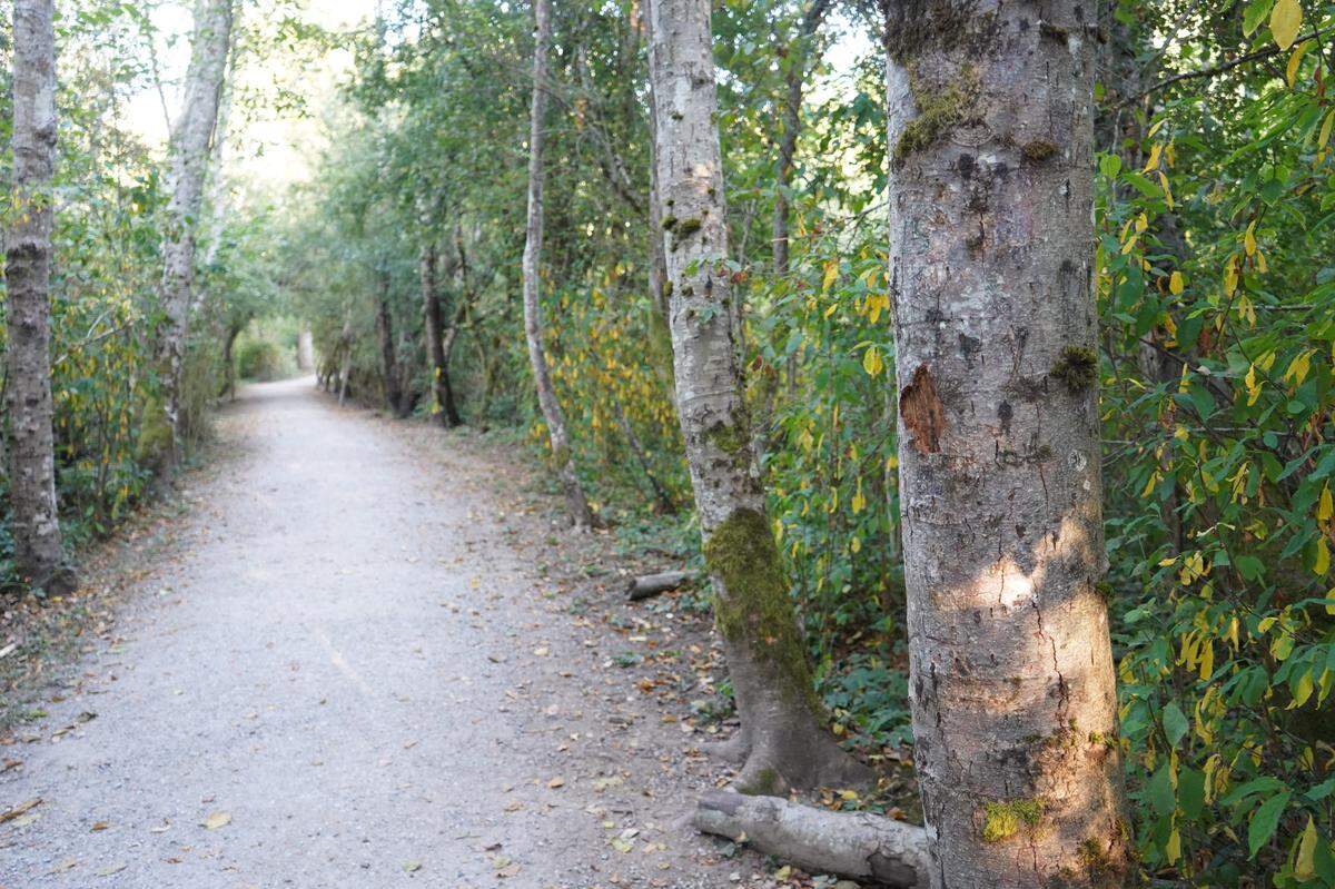 An accessible gravel trail leads into the 100 Acre Wood on Wednesday, Aug. 24, in Bellingham. The city plans to improve more trails inside the park in the future.