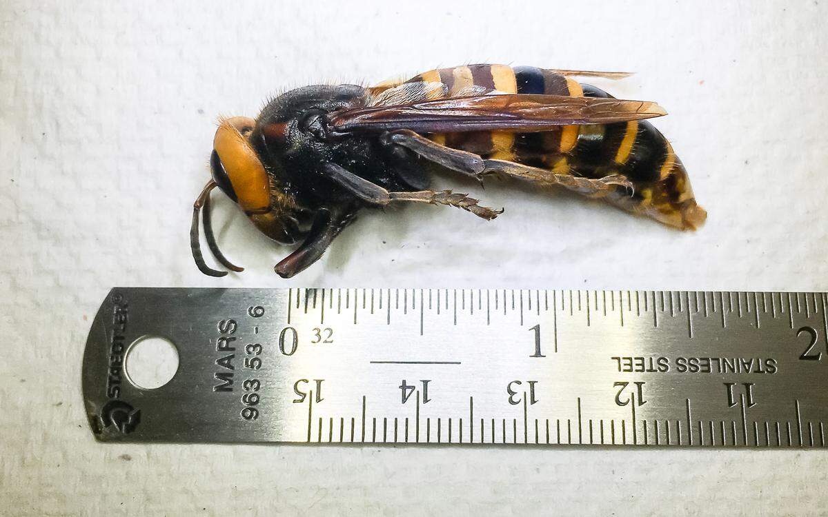An Asian giant hornet found July 14 in a bottle trap near Birch Bay measures almost 2 inches in length. The discovery was announced July 31 by the Washington State Department of Agriculture.