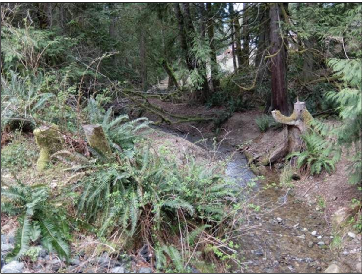 An undated photo shows part of a 60-acre site that’s part of the North Beaver Creek Preserve east of Bellingham.