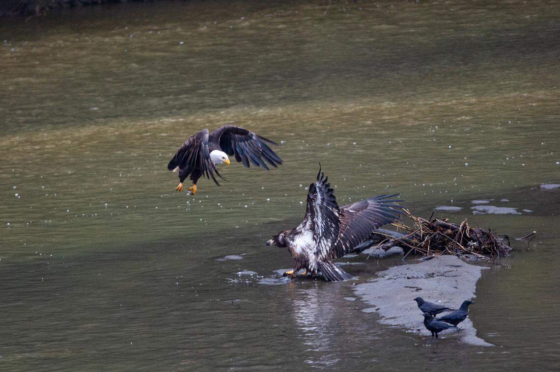 Bald eagles fight over a fish from North Fork of the Nooksack River in January. Past studies in the area have shown only about 100 bald eagles in an 18-mile stretch of the Nooksack River, but that number has ballooned to nearly 600, according to a soon-to-be-published study.