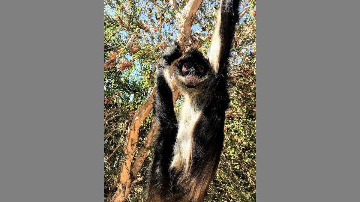 A spider monkey will be among the wildlife coming to Lynden when the Wildlife of the World, a drive-thru zoo, comes to the fairgrounds over two weekends in September.