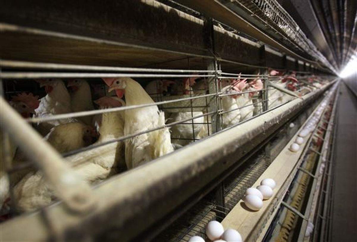Bird Flu South Dakota