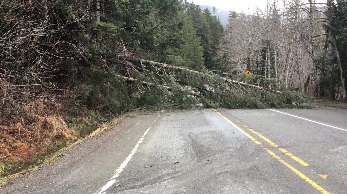 Some 30 to 40 trees of up to 2 feet in diameter fell during a windstorm early Wednesday, Jan. 13, in Whatcom County and closed the Mount Baker Highway from milepost 36 to milepost 46 north of Glacier, according to Washington state Department of Transportation spokesman Jordan Longacre.
