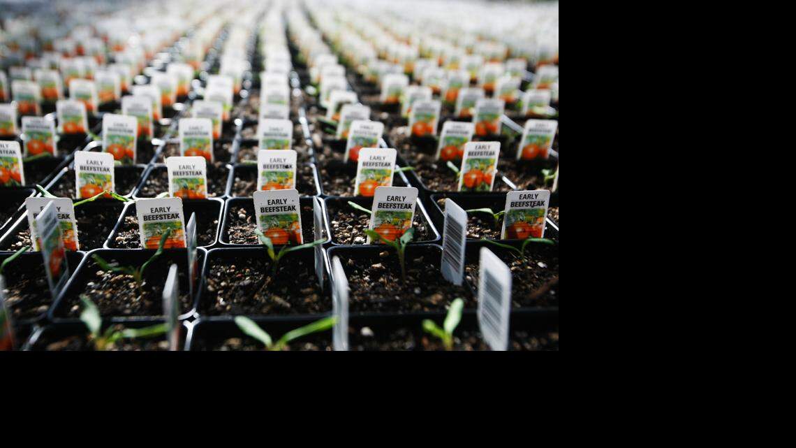 Tips for growing tomatoes from seeds in Western Washington  -- but not yet