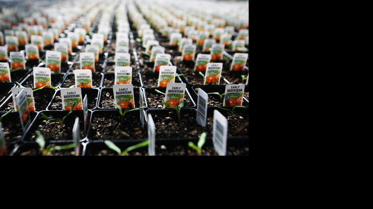 Seedling tomato plants grow in a greenhouse.