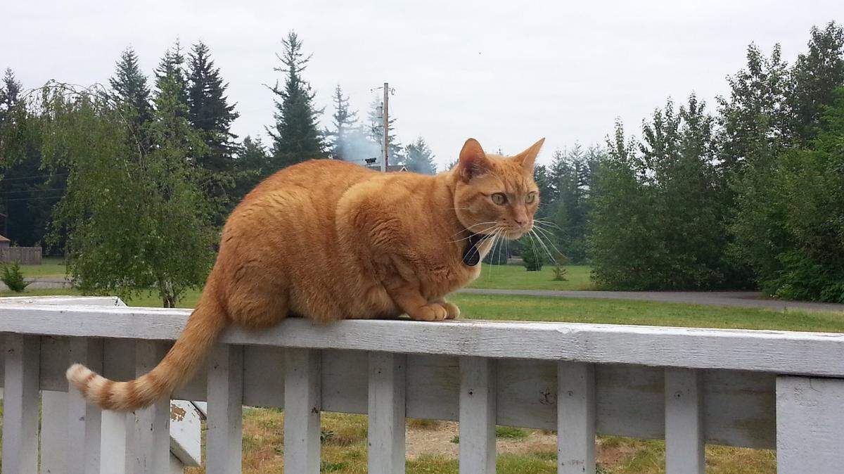 The Blaine Police Department is advising Whatcom County residents to bring in their cats inside at night after a couple of recent cat deaths in the area.