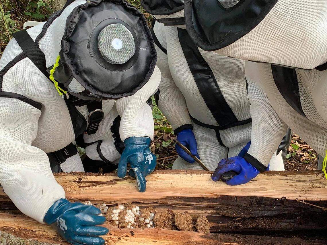 The Washington State Department of Agriculture announced Thursday that it has destroyed another Whatcom County nest built by Asian Giant Hornets — commonly referred to as “murder hornets.” It is the third nest that has been eradicated so far this year. The nest had 10 combs, the department said.