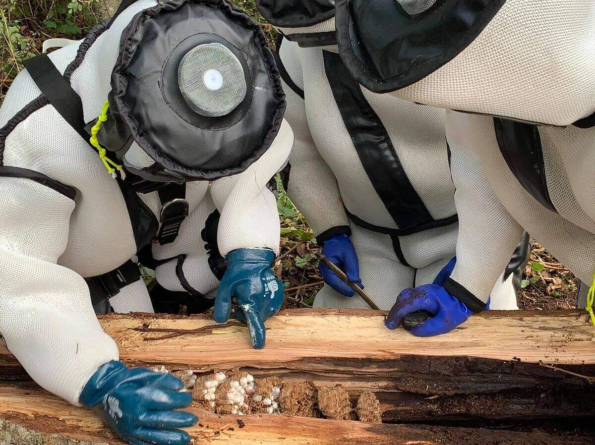 The Washington State Department of Agriculture announced Thursday that it has destroyed another Whatcom County nest built by Asian Giant Hornets — commonly referred to as “murder hornets.” It is the third nest that has been eradicated so far this year. The nest had 10 combs, the department said.