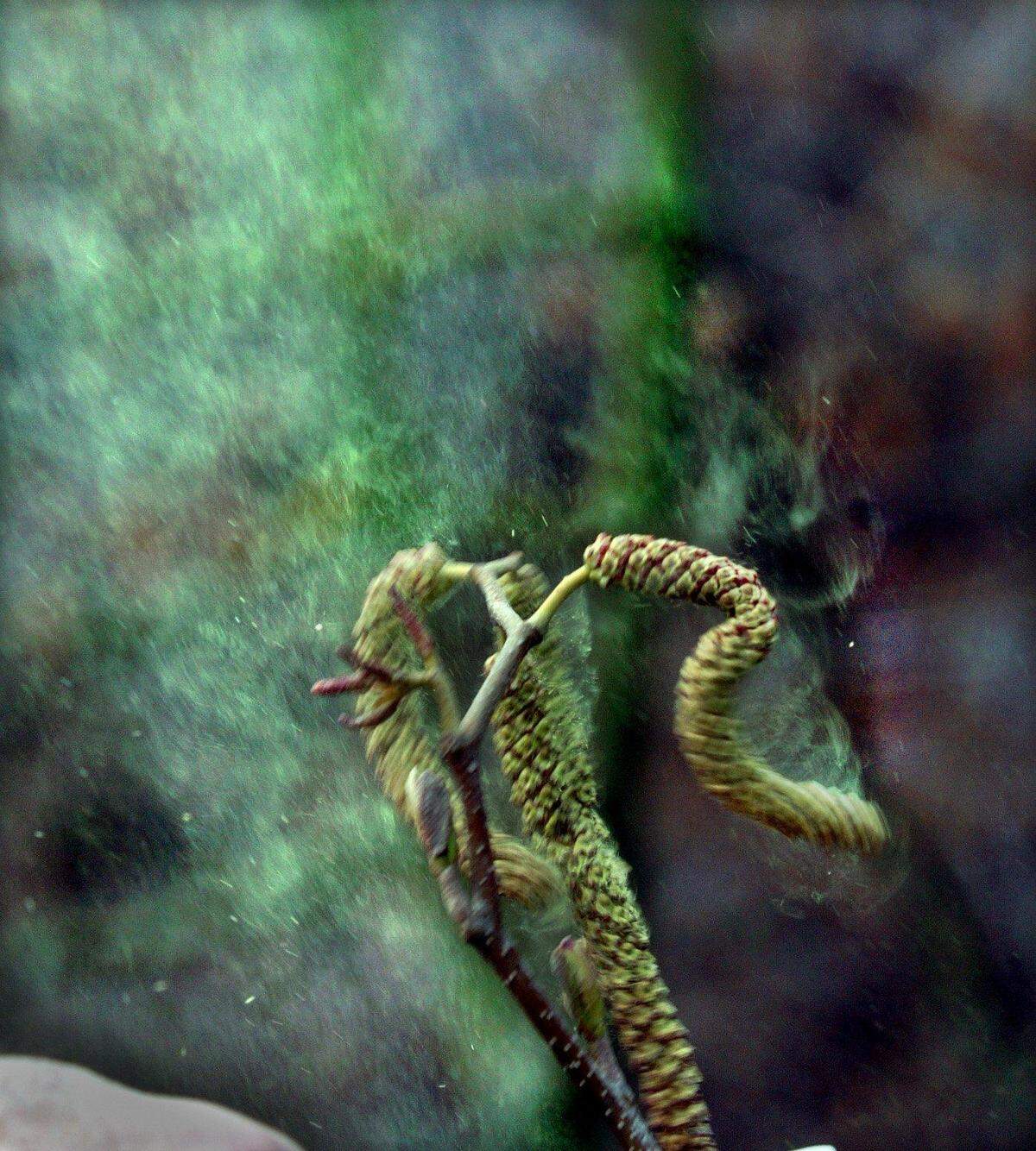 Shaking of a cluster of alder catkins releases a cloud of pollen. The pollen count from cedar, juniper and alder trees in the northern part of Whatcom County is high this week after string of warm days.
