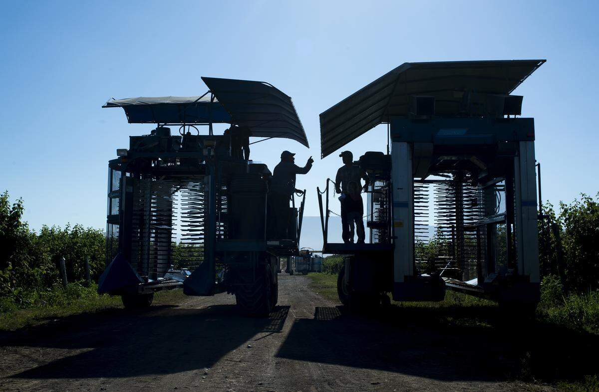 Landon Van Dyk, right, talks to a worker at one of his raspberry fields before the start of harvest in the morning on Friday near Lynden.