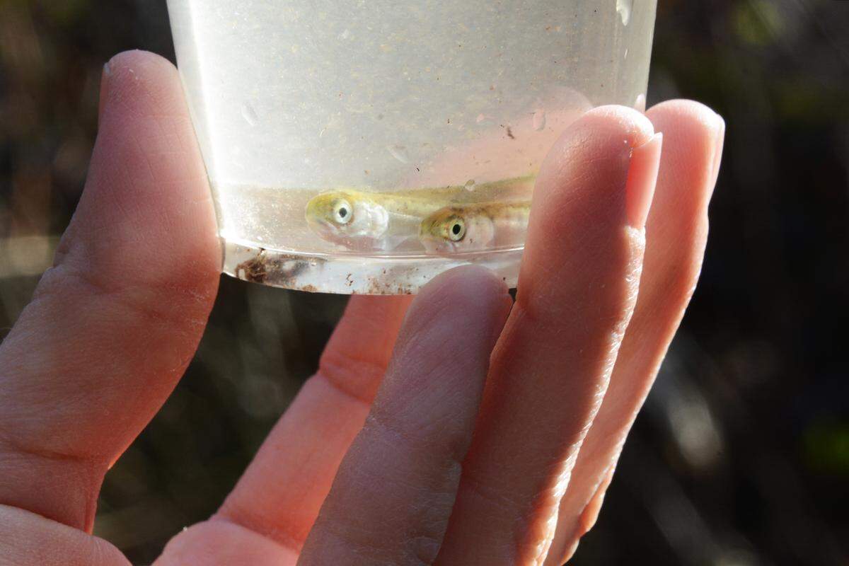 Happy Valley Elementary School kindergarten teacher Bridget Porter displays her chum salmon fry pouring them into Connelly Creek in Bellingham, Wash., on Thursday, March 28, 2019.