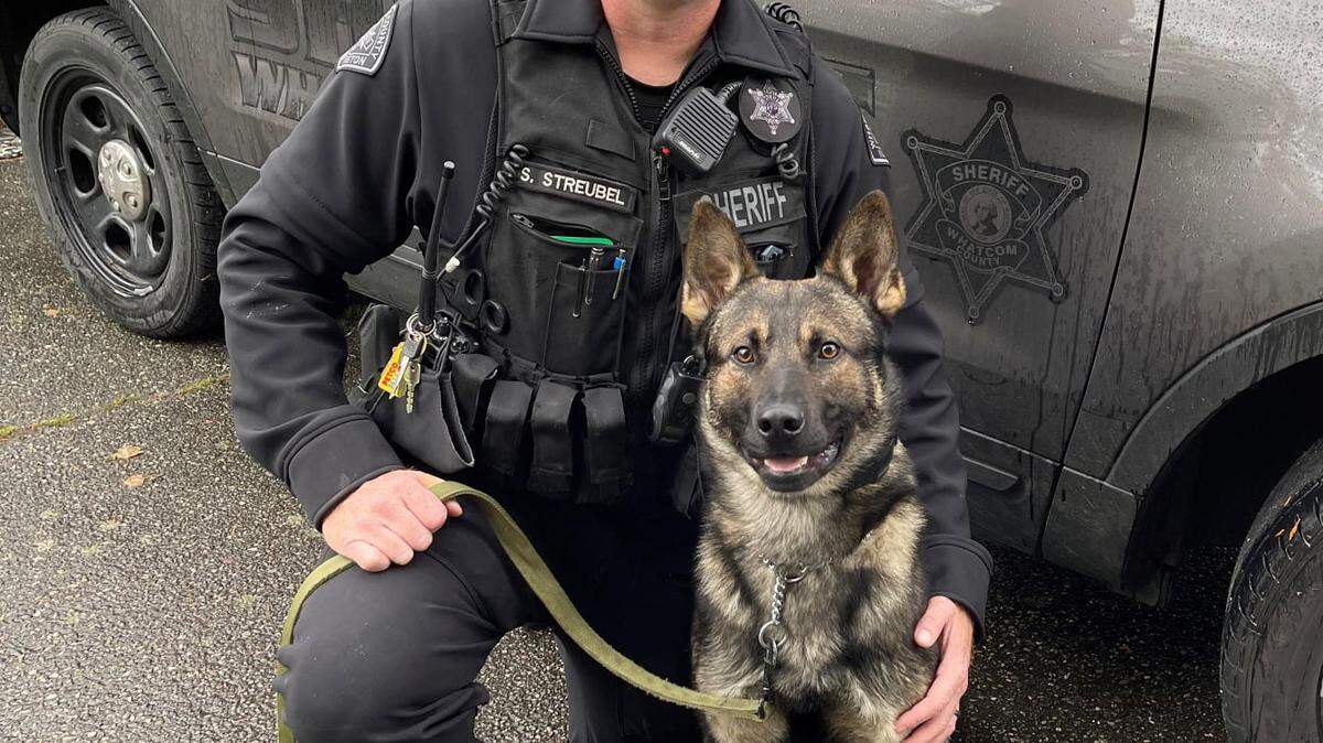 Whatcom County Sheriff’s Department posted this photo of its newest K9, Apex, on Thursday, Oct. 21, 2021. The post added “Apex is an 18-month-old shepherd/Malinois cross from Germany. He is very social and happy but gets very intense and serious when his toys come out. Despite coming to WCSO with very little training and beginning police canine training, he was able to complete basic training in a little over 8 weeks.” Apex and handler Deputy Stanley Streubel recently completed their certification. “Apex already loves being at work and oftentimes refuses to get out of the car at the end of his shift.”