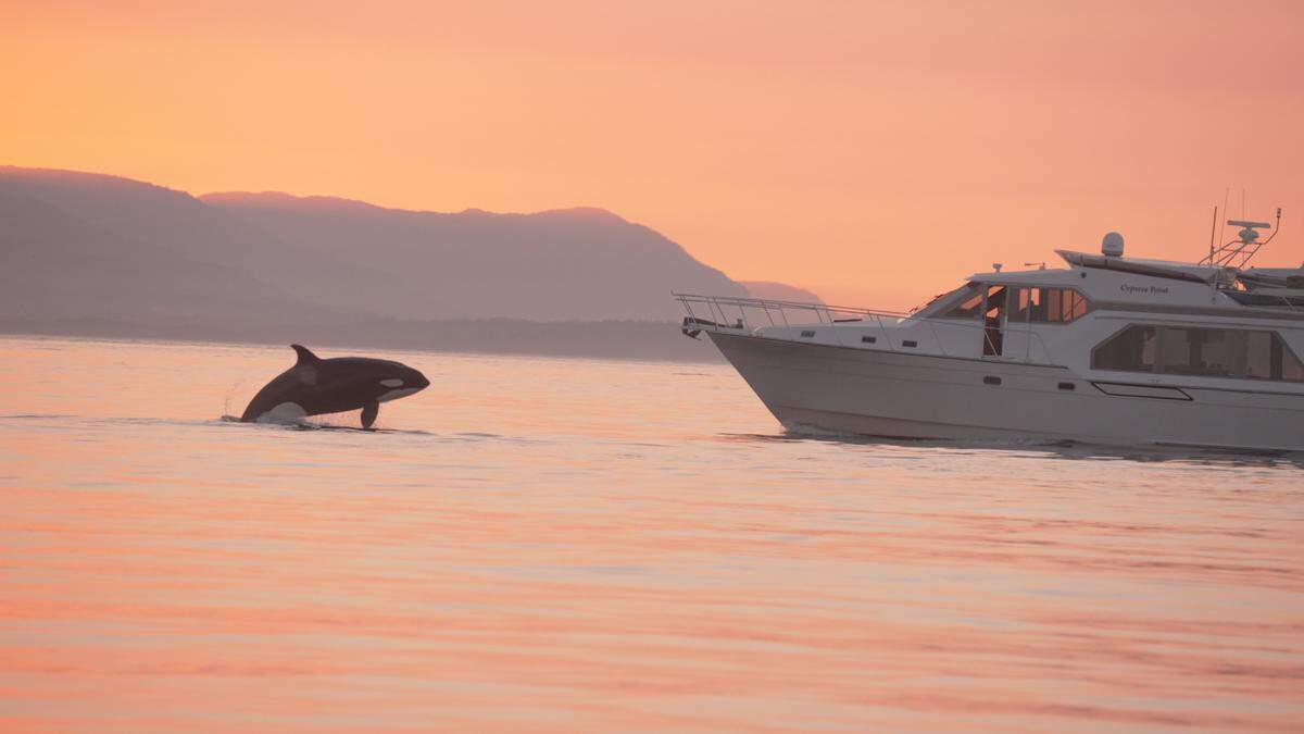 A Bellingham resident was ordered to pay a $1,000 fine for steering a boat into a pod of killer whales in 2022.