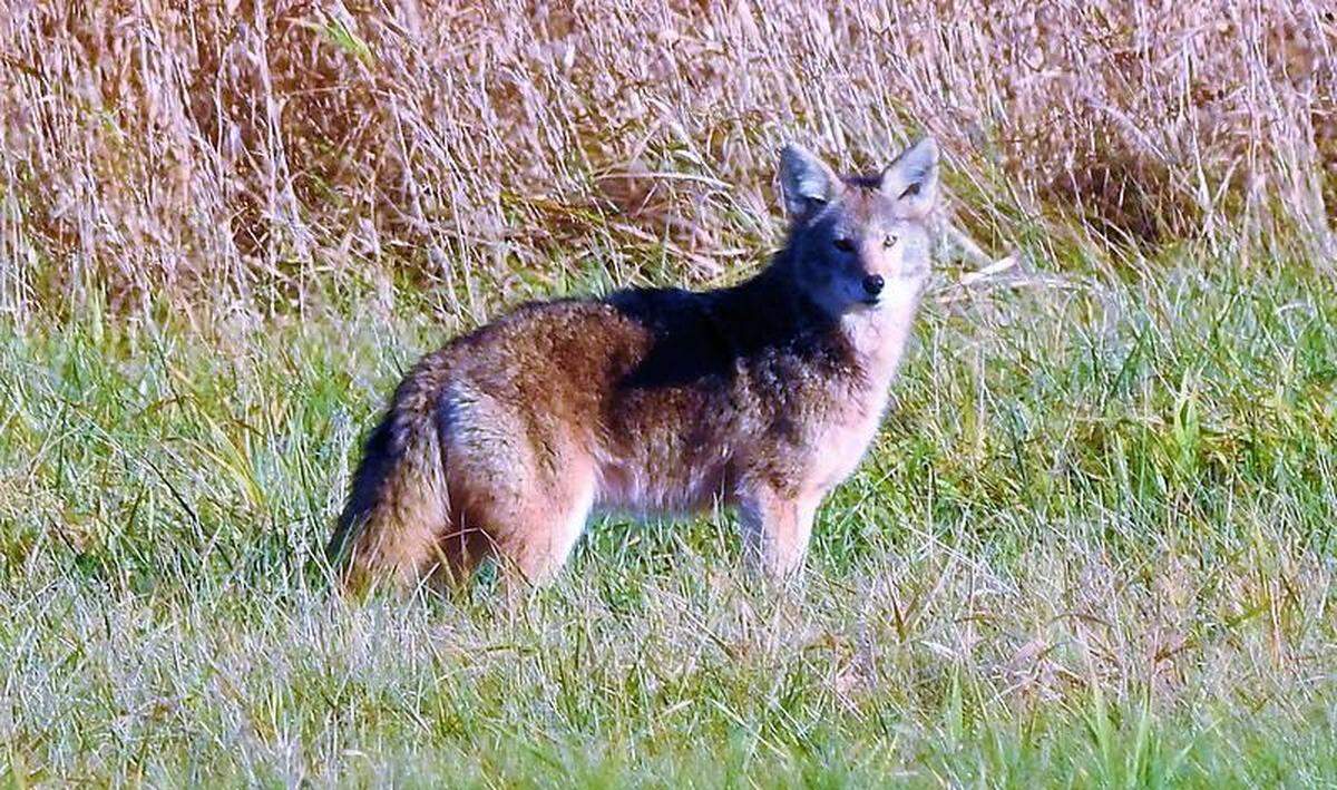 A coyote hunts at Hovander Homestead Park near Ferndale Dec. 2, 2018.
