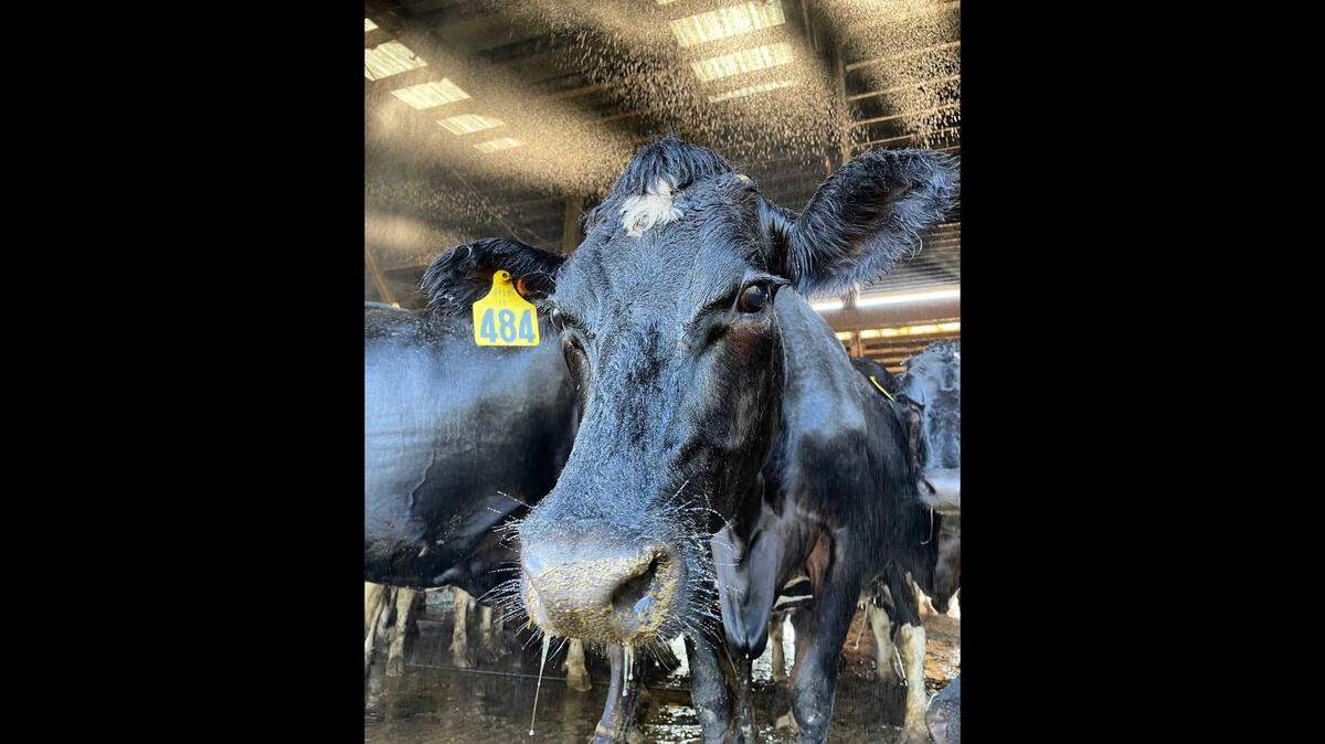 A cow enjoys the makeshift water mister system at Steensma Dairy & Creamery in Lynden in 2021.