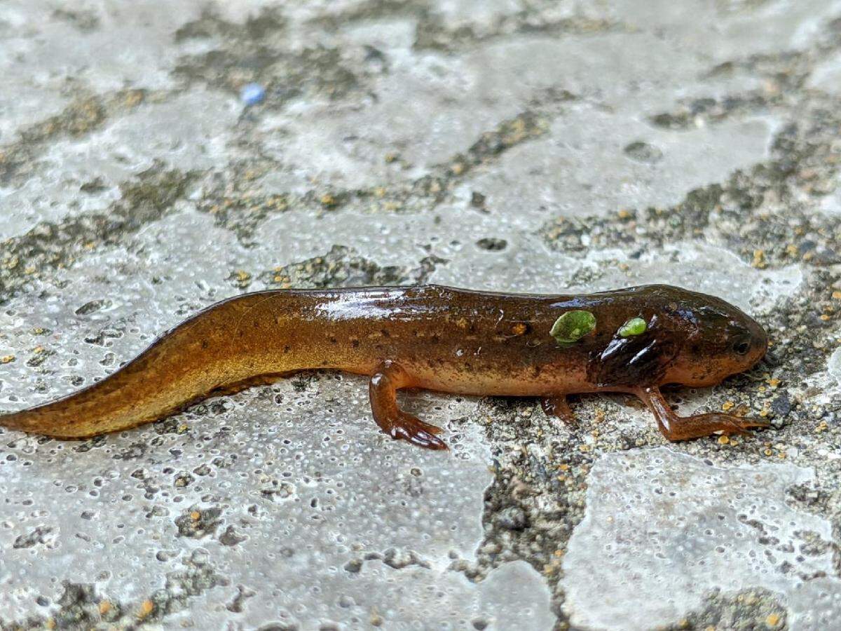 A red-spotted newt transitioning from larval to eft, or juvenile, form was found south of Everson in 2020. The species is not native to the area.