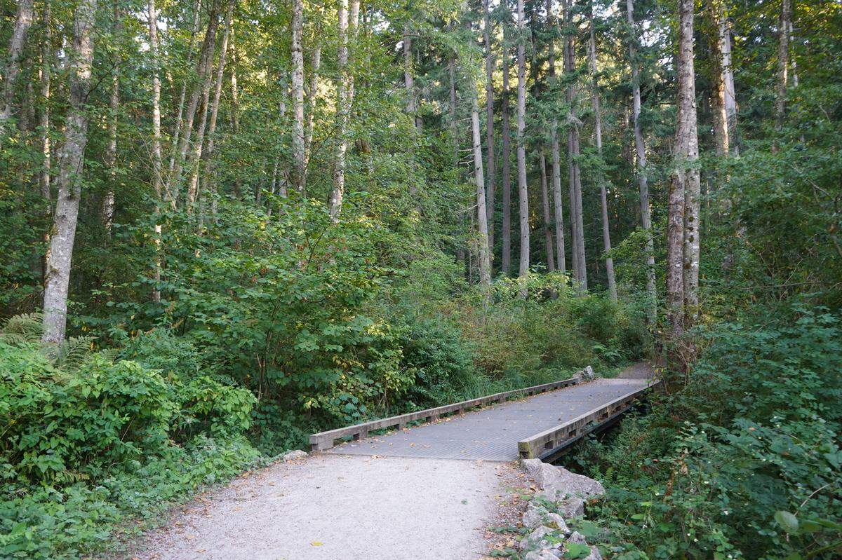 A walking bridge spans 40 feet across a wetland on Wednesday, Aug. 24, at the 100 Acre Wood in Bellingham. The boardwalk was built to help people access the forest without walking through the muddy ground below.