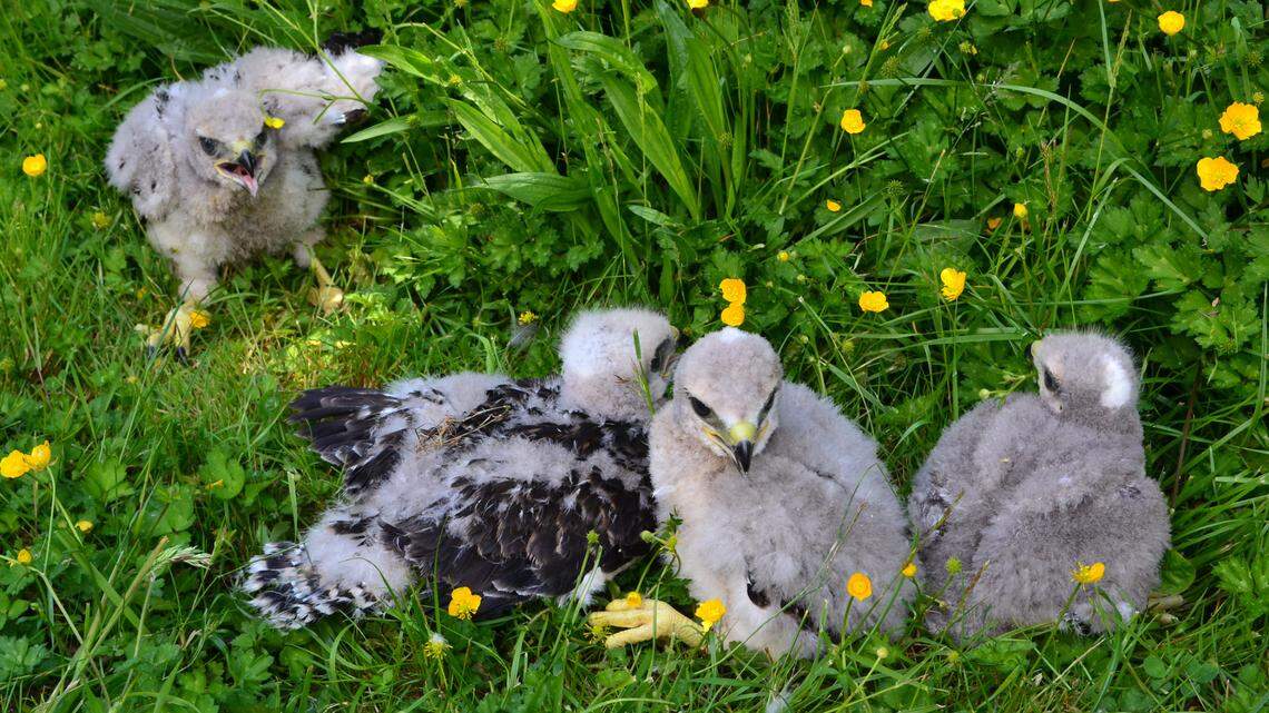 A group of young raptors at Seattle-Tacoma International Airport on Friday, May 27, 2016. The airport has a regulatory mandate to reduce wildlife risks to air carriers, which entails relocating birds of prey away from the airport.