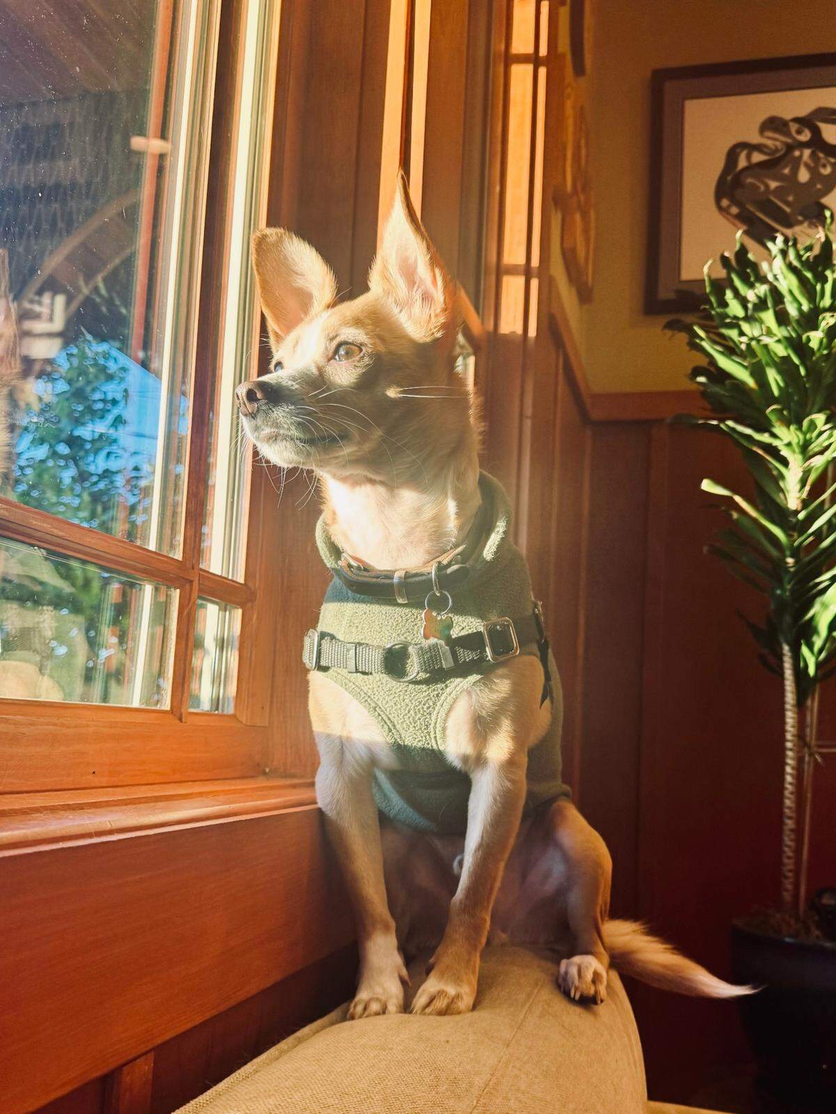 Boychik, the winner of our poll, is photographed sitting by a window.