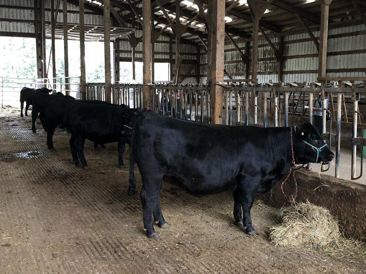 Madelyn Brink, 14, and Jackson Brink, 10, feed breakfast to the cattle at the Brink’s farm in Lynden, Wash., Thursday, Aug. 8, 2019. Breakfast consists of one course of a grain mixture and a second course of hay.