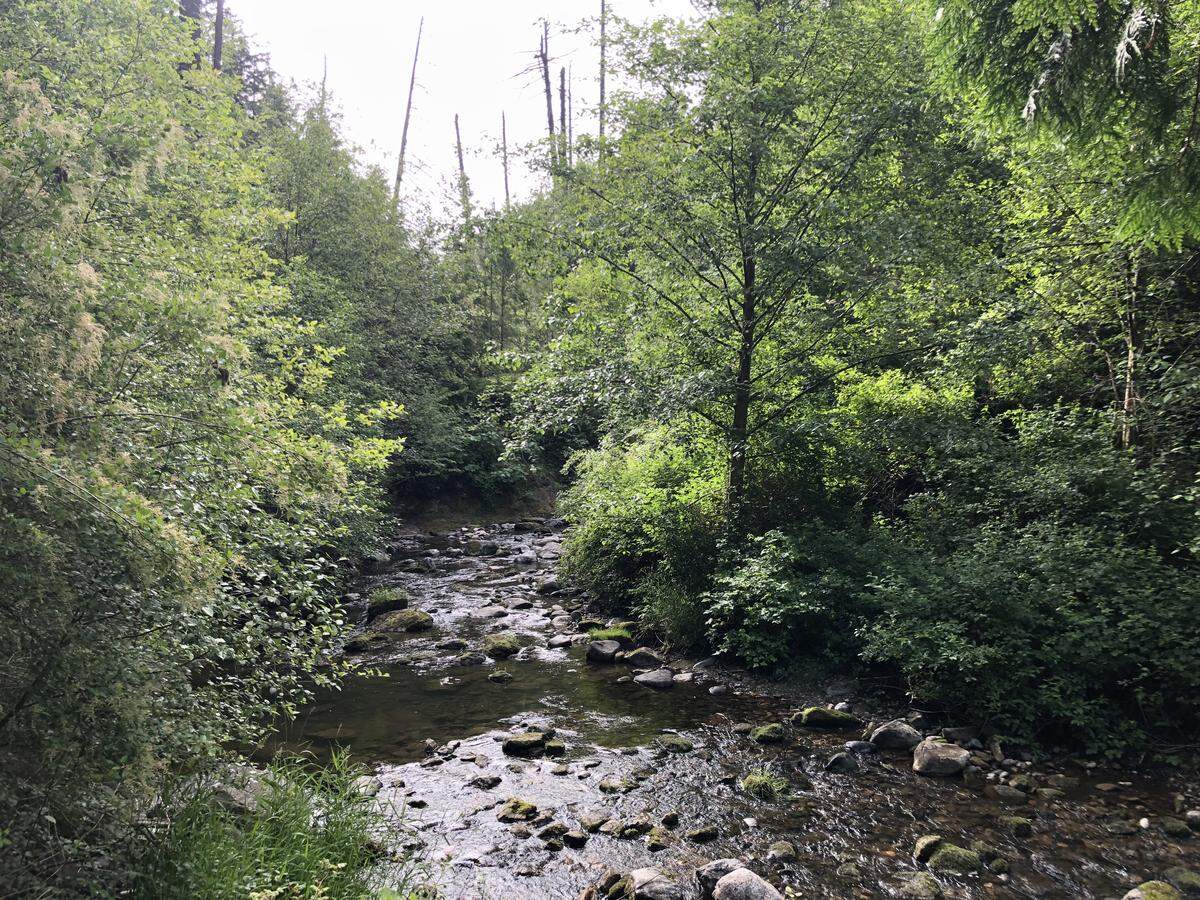 Dead trees remain near Whatcom Creek near the site of the 1999 pipeline explosion in Whatcom Falls Park Friday.