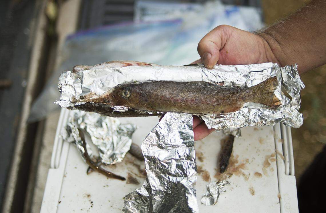 Jeff Littlejohn, who farms along Double Ditch Road, shows some of the fish he preserved for research after finding them dead  last week in Pepin Creek in Lynden.