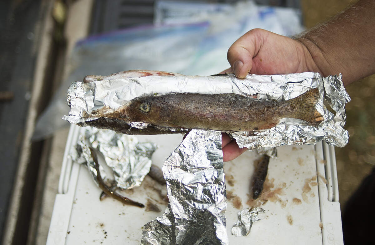 Jeff Littlejohn, who farms along Double Ditch Road, shows some of the fish he preserved for research after finding them dead  last week in Pepin Creek in Lynden.