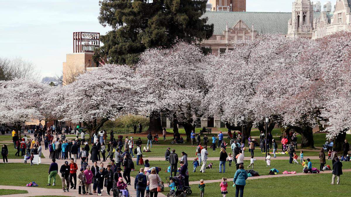 People walk past cherry blossoms overhead on the first day of spring on the campus of the University of Washington Tuesday, March 20, 2018, in Seattle.