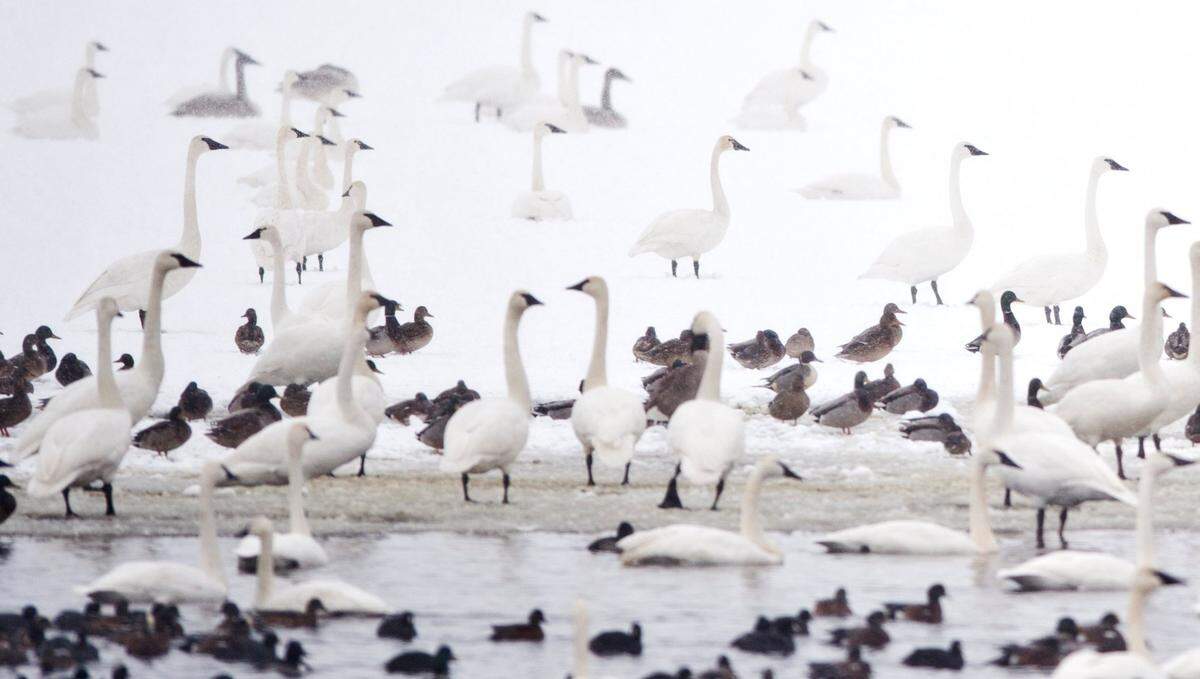 Trumpeter swans and ducks congregating by the thousands on Wiser Lake southwest of Lynden in the winter of 2014. Nearly 400 wild geese have been found dead recently there and several have tested positive for avian flu, prompting a warning from the Whatcom County Health Department.