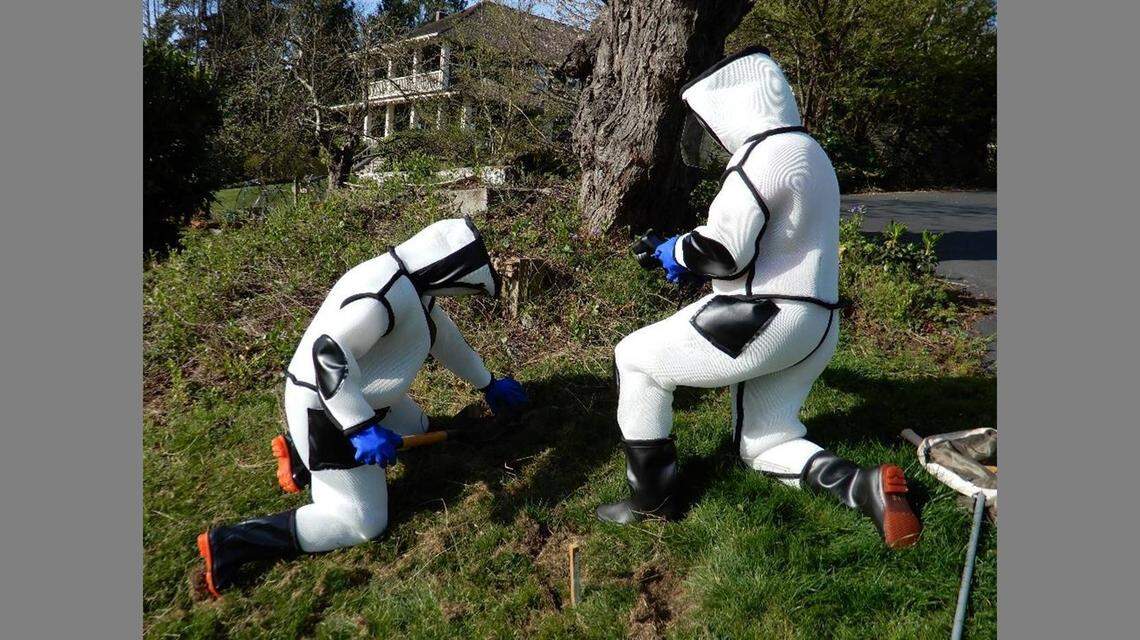 Washington State Department of Agriculture entomologists will have to wear these special suits to remove an Asian giant hornet nest southeast of Blaine. The suits used by beekeepers are too thin to protect against the hornets’ sting.