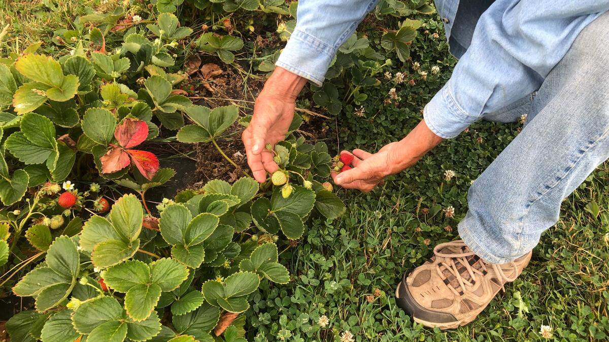 New strawberries grow at Bellingham Country Gardens on Saturday, Aug. 13, at 2838 E. Kelly Road.