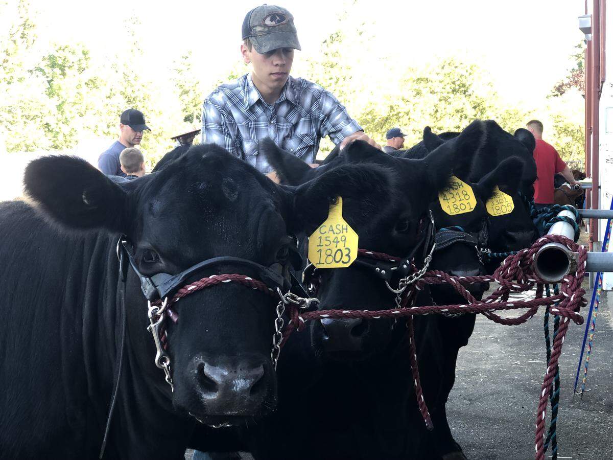 Wyatt Brink, 17, ties cattle up outside the show ring at the Northwest Washington Fair in Lynden, Wash., Tuesday, Aug. 13, 2019. Before the show, cattle are spot cleaned, blow-dried, combed and sprayed with special beauty products to make their coats shine.