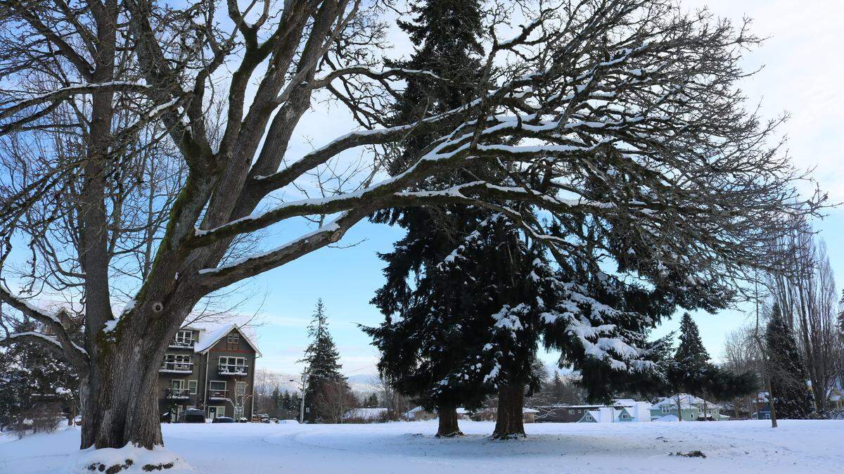 Snow covers tree limbs Monday morning, Dec. 27, 2021, at Laurel Park in Bellingham’s Sehome neighborhood. Temperatures dropped to 9 degrees early Monday morning, Dec. 27, at the Bellingham International Airport. Combine that with the winds and it felt like -14 degrees at 5 a.m. after up to a foot of snow fell over the weekend.