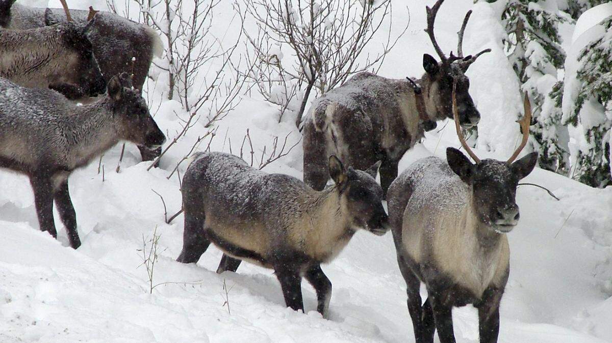 Part of the Southern Selkirk caribou herd moving north through the Selkirk Mountains about three miles north of the Washington state border into Canada, in November 2005. This last tiny herd of caribou in the Lower 48 is being relocated to Canada.