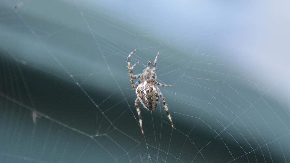 An orb weaver or “garden spider,” Araneus diadematus, is shown in its web. 